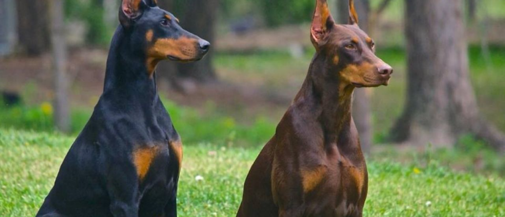 Si querés un guardián, estas son 3 de las mejores razas de perros