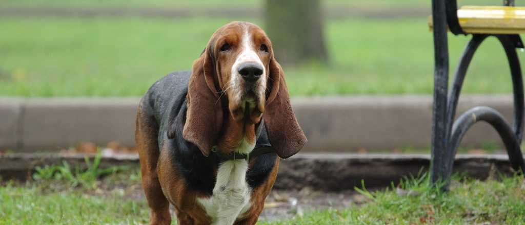 Razones para no cortarle la cola o las orejas a tu perro