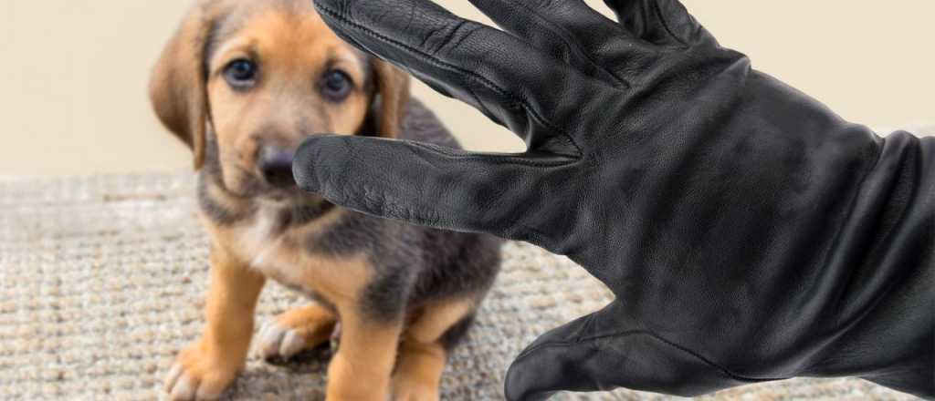 Ladrones usaron un perro de cebo y le robaron al due&ntilde;o en Rivadavia