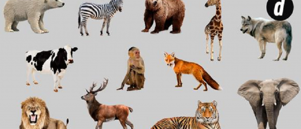 Acertijo visual: ¿cual animal no pertenece al grupo?,  el 99% falla
