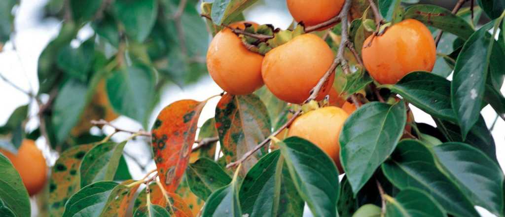 La fruta del palo santo, un superalimento con mucha vitamina C
