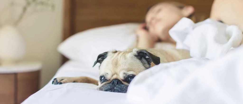 Estos son los principales beneficios de dormir con tu perro