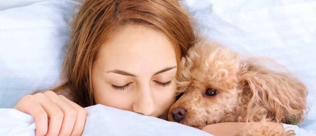 &iquest;C&oacute;mo sacar el pelo de las mascotas de la ropa de cama?