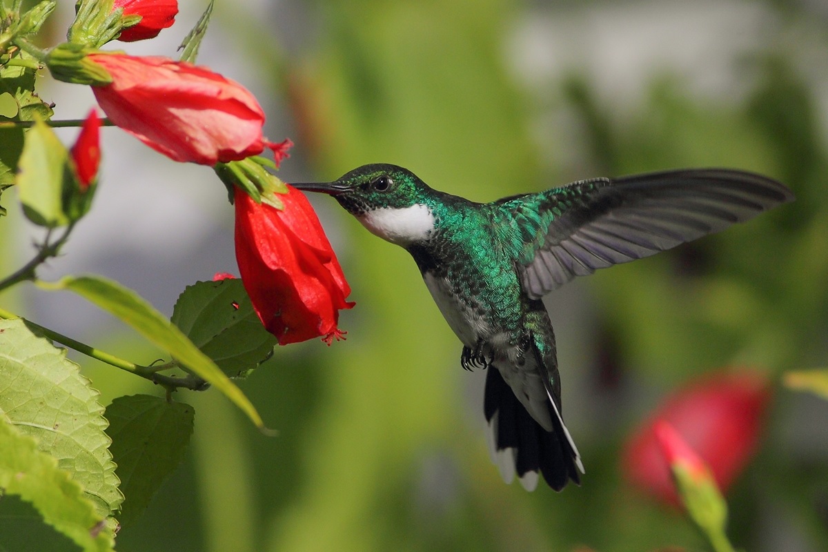 Las 3 flores que necesitás en tu jardín para atraer colibríes - Mendoza Post
