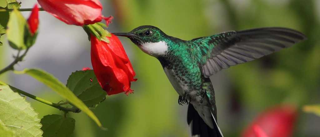 El néctar casero que tenés que preparar para atraer colibríes a tu jardín