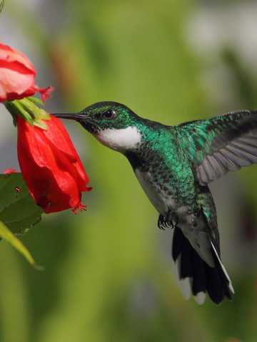 Las 3 flores que necesitás en tu jardín para atraer colibríes - Mendoza Post