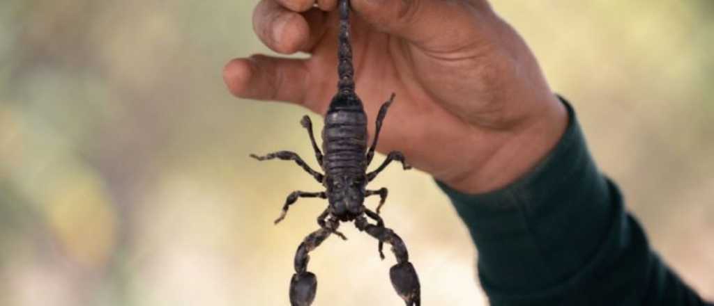 Egipto es acechado por una plaga de escorpiones 