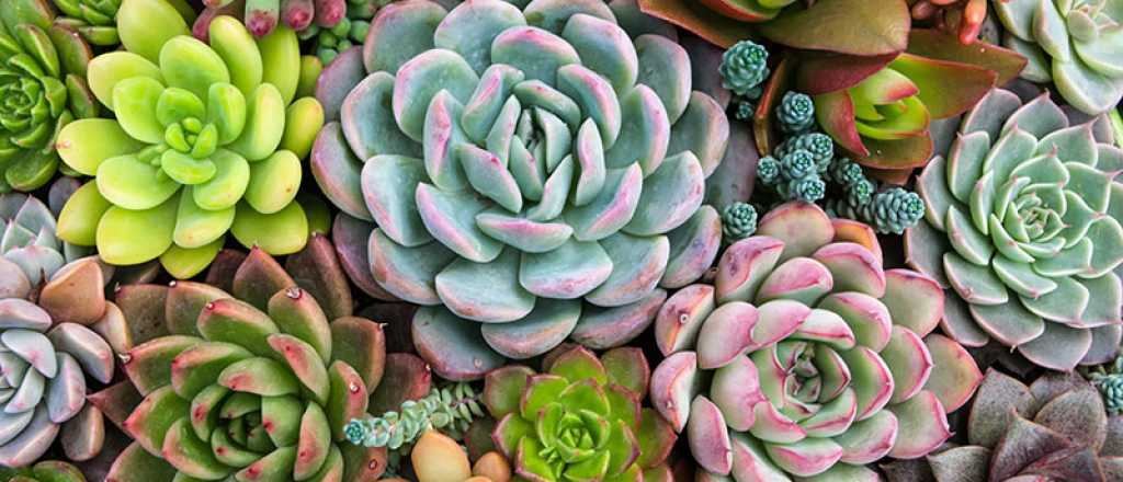 Estas son las suculentas que debés tener para atraer el dinero