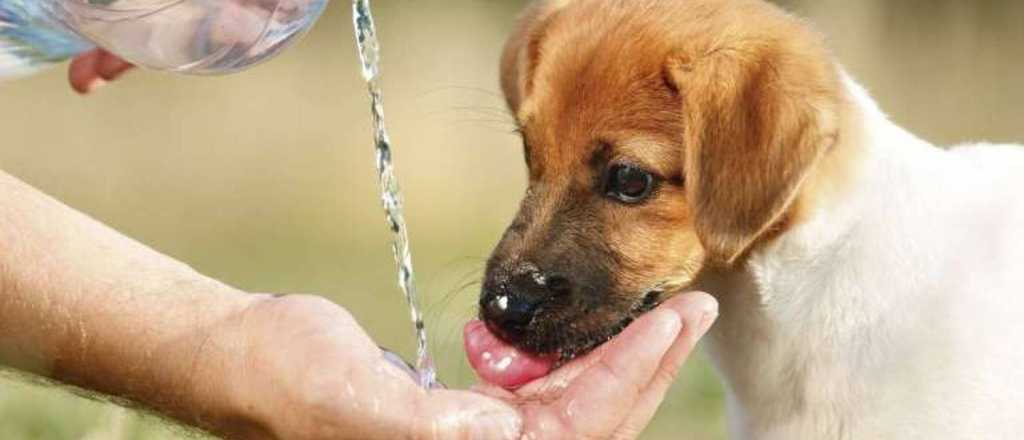 Perros y clima húmedo: ¿cómo les afecta?
