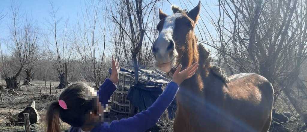 A una familia le robaron tres caballos en San Carlos y piden recompensa