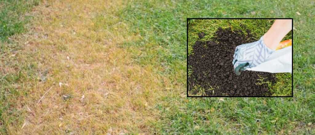 Por qu&eacute; tu c&eacute;sped se pone amarillo y c&oacute;mo evitar que esto suceda