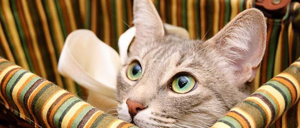 Viral: por qué los gatos le tienen miedo a los pepinos
