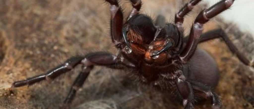 Donan una araña con colmillos gigantes para salvar vidas humanas