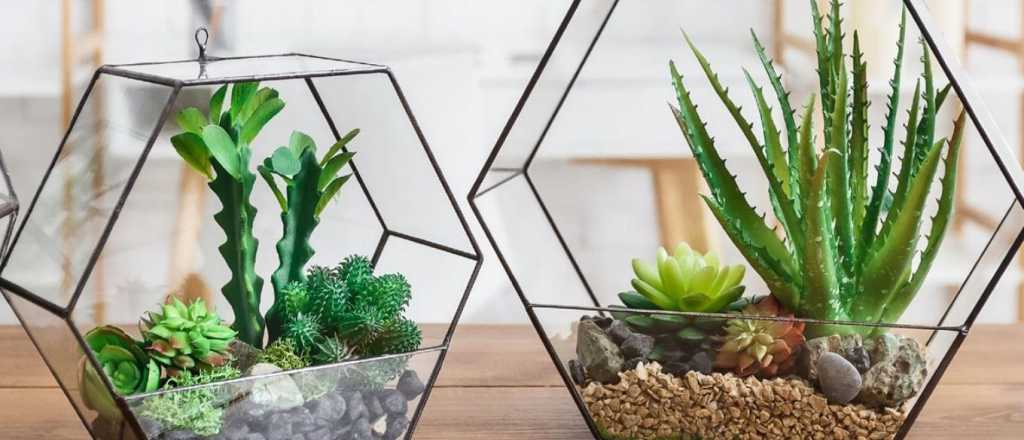 El paso a paso para hacer un terrario con plantas y suculentas