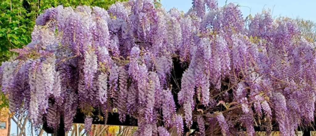 Glicina: la planta m&aacute;s elegida para decorar p&eacute;rgolas