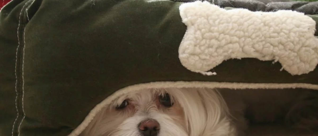 Conoc&eacute; las razas de perros m&aacute;s miedosas