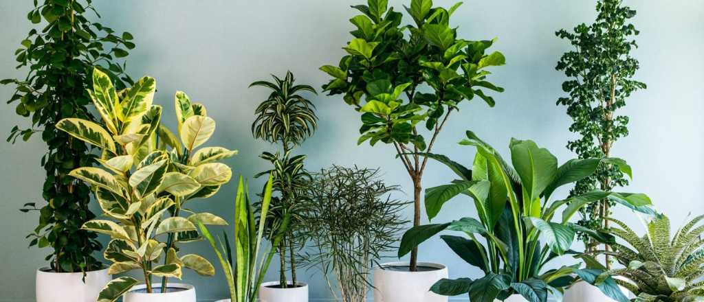 Qué planta necesitás para decorar tu casa según tu signo del zodiaco 
