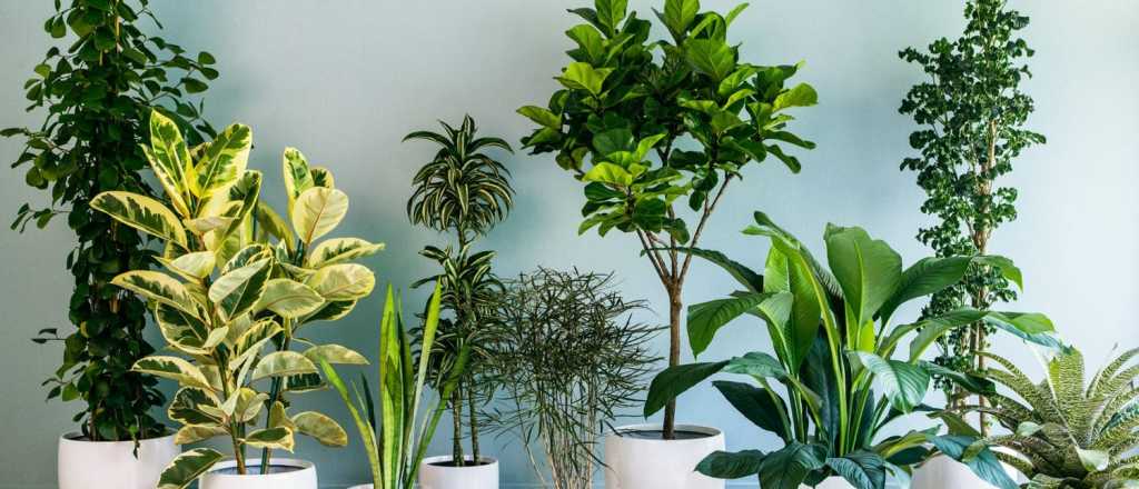 Qué planta necesitás para decorar tu casa según tu signo del zodiaco