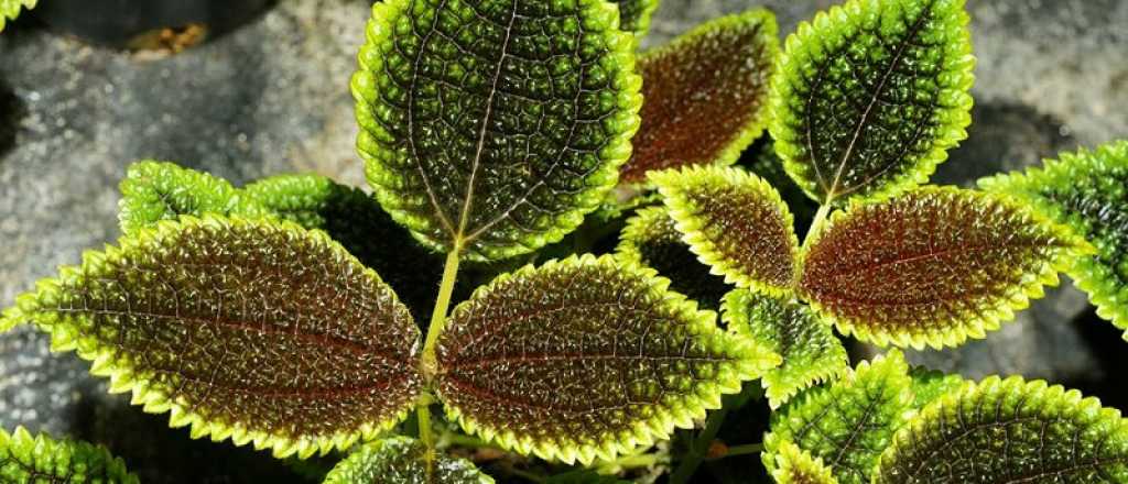 &iquest;C&oacute;mo cuidar la planta de la amistad?