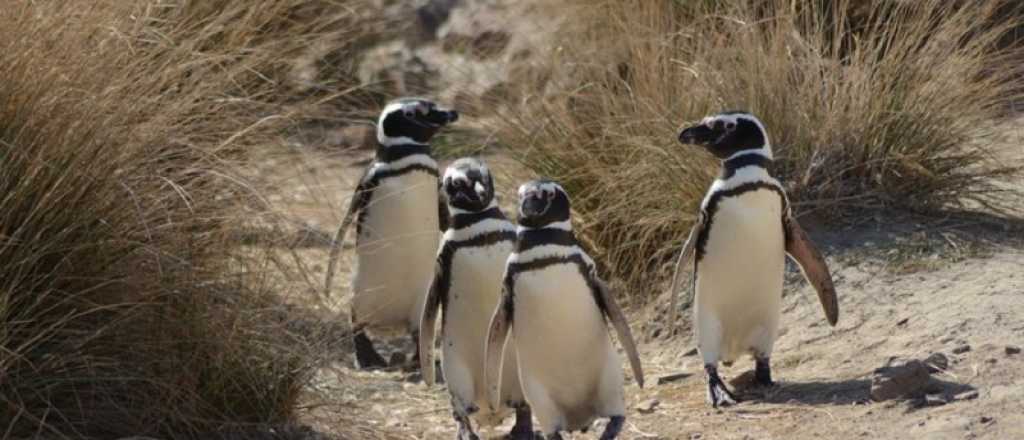 El dueño de un campo aplastó a más de 140 pingüinos en Chubut