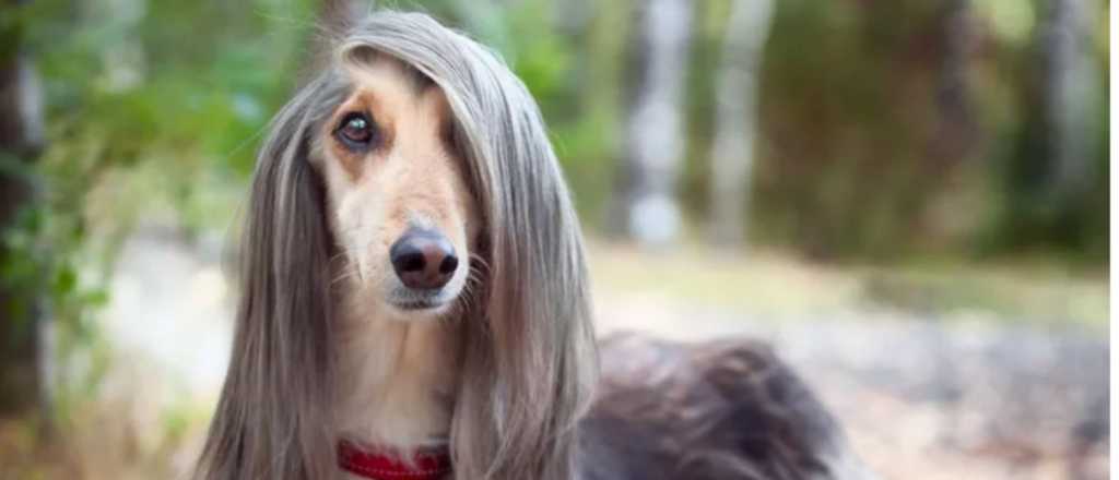 Las razas de perros m&aacute;s elegantes y recomendables para vivir con ni&ntilde;os