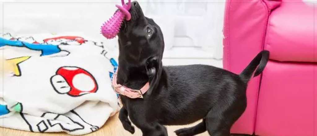 El enorme gesto de amor a un labrador que naci&oacute; con seis patas