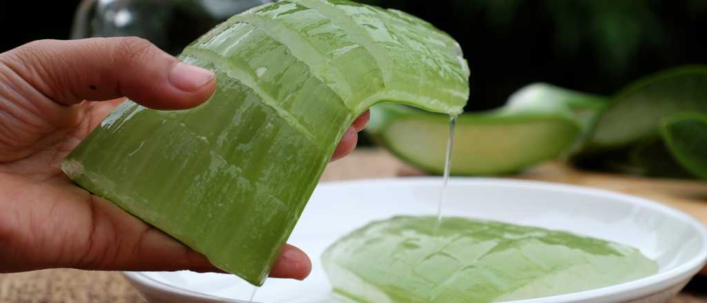 Cinco razones para colocarte aloe vera en la piel
