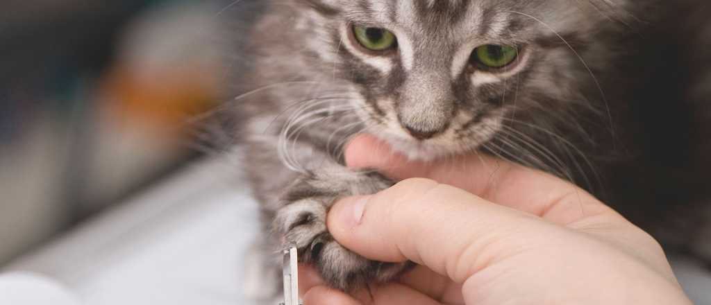 Cómo cortarle las uñas a tu gato sin morir en el intento