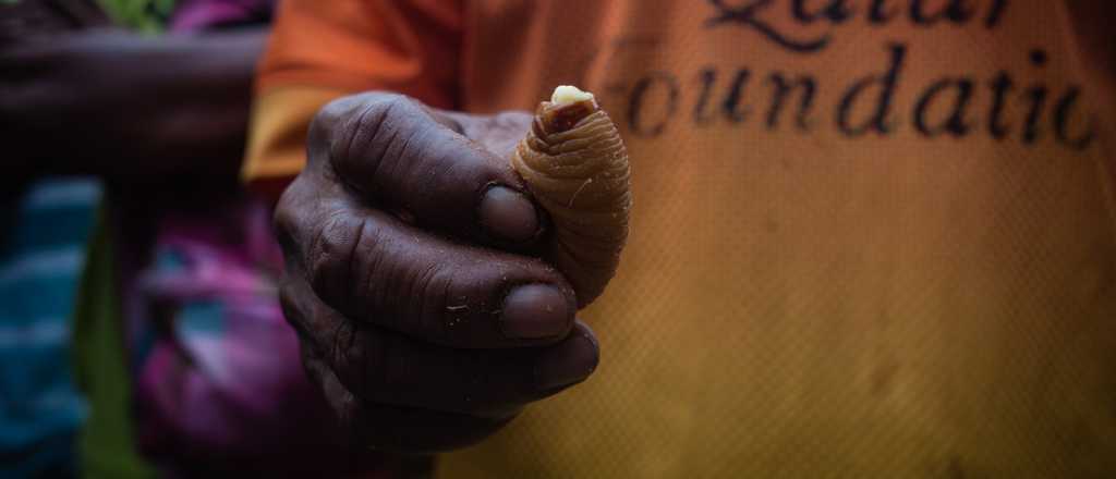 Mojojoy: la larva superalimento que podría combatir el hambre mundial y para algunos es plaga