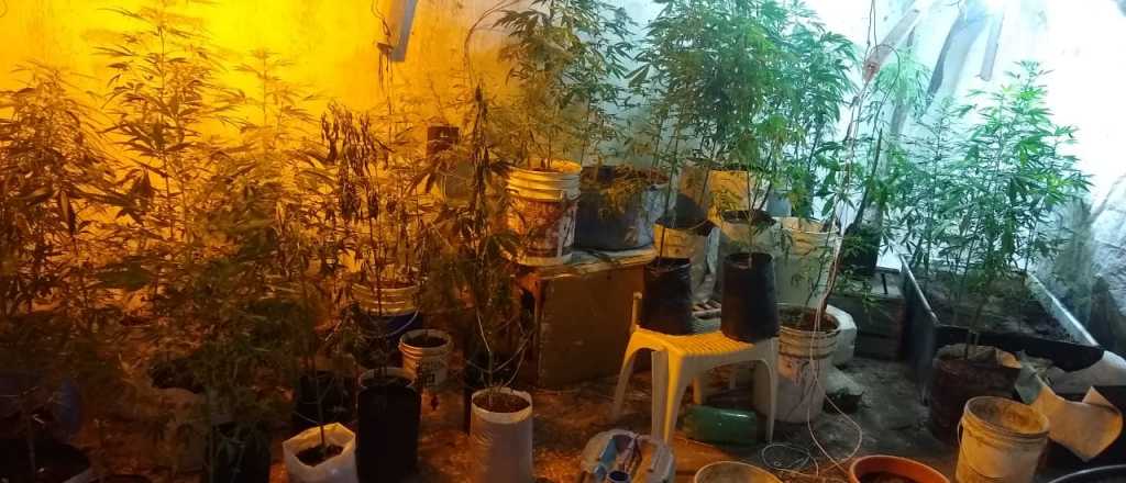 Secuestraron 54 plantas de marihuana en una casa abandonada de San Rafael