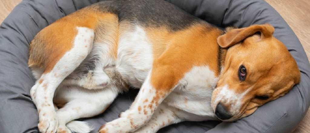 Por qué motivo los perros dan vueltas en círculos antes de dormir