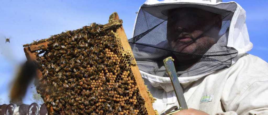 Los apicultores de San Rafael ya extraen la miel para exportar