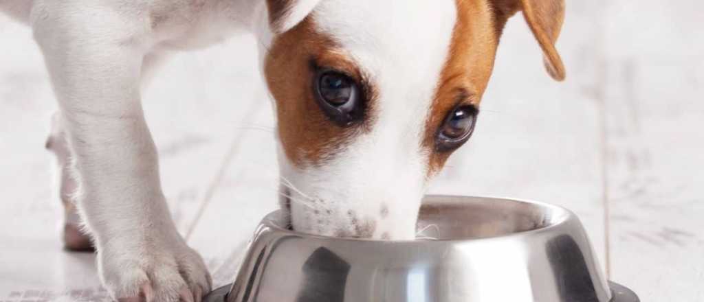 Alimento de mascotas: ¿cómo guardarlo para que no pierda calidad? 