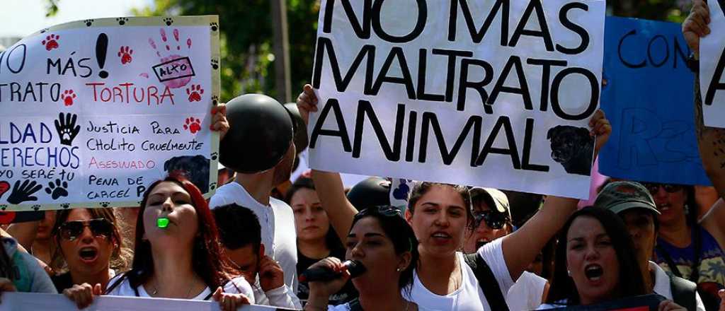 Marcharán en Mendoza contra el maltrato animal