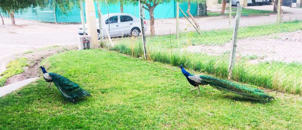 Dos pavos reales "invadieron" un barrio privado de Maipú