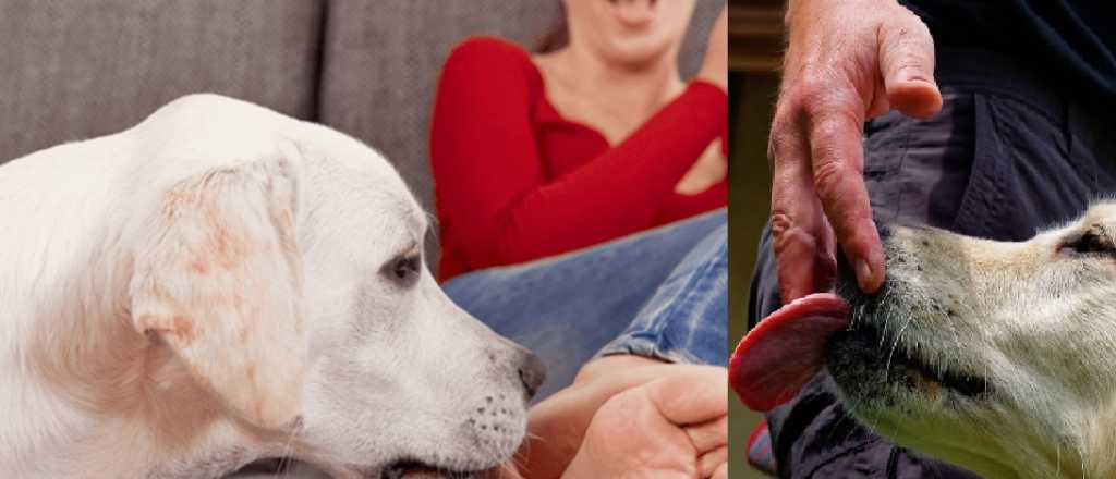 &iquest;Tu perro te lame los pies? Estos son los motivos