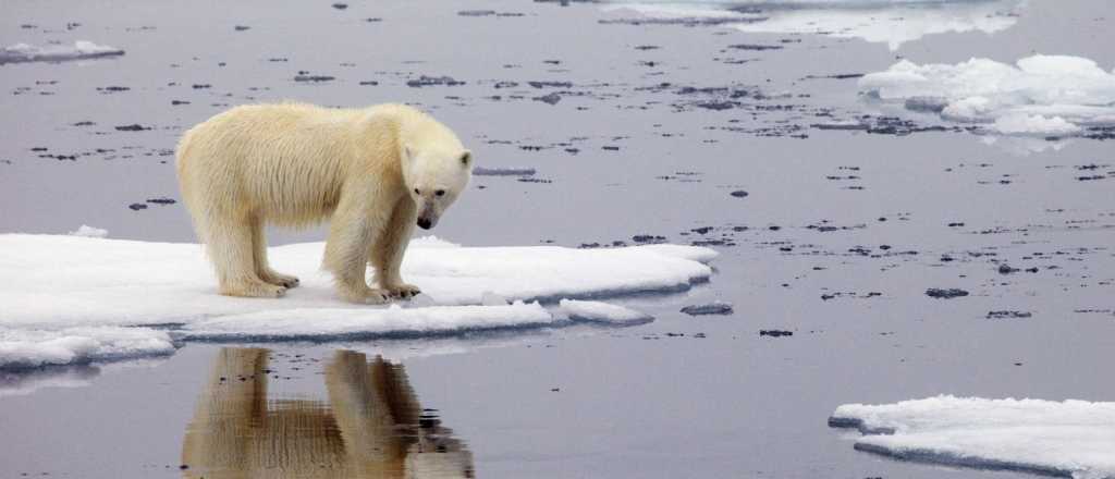 Cambio climático: altas temperaturas en el Ártico encienden las alarmas