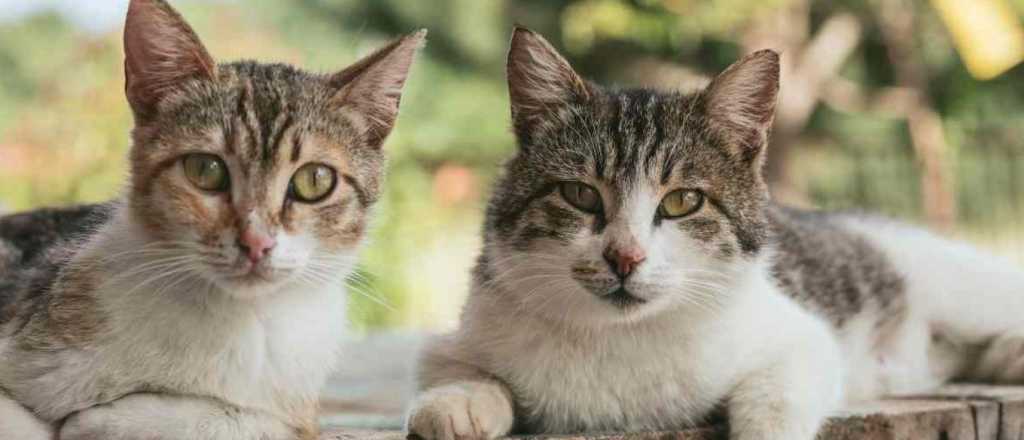 Las 3 razas de gatos más populares y buscadas