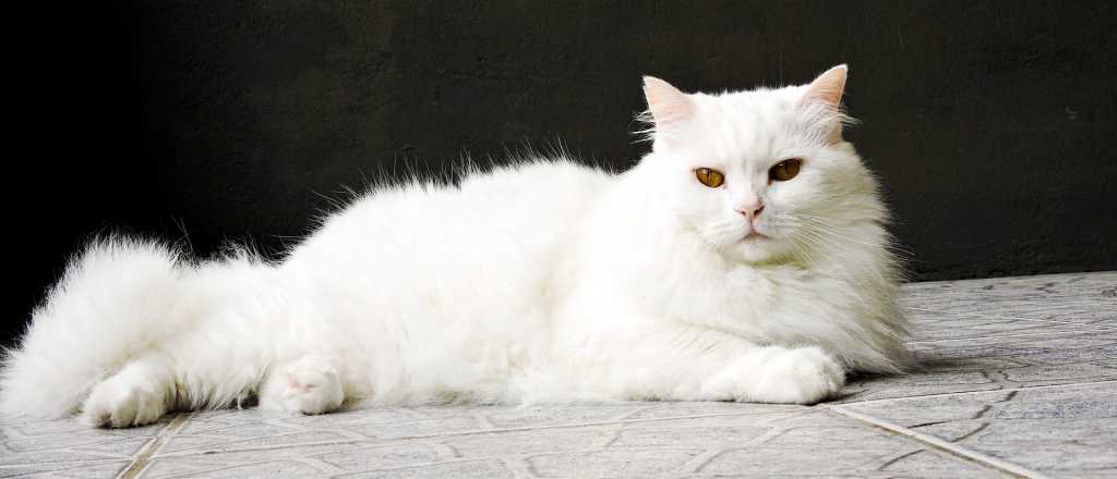 C&oacute;mo hacer que un gato perdido vuelva a tu casa