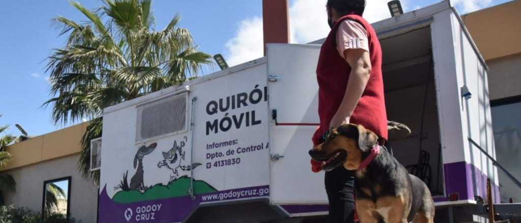 Cómo funcionará la castración de mascotas en enero en Godoy Cruz