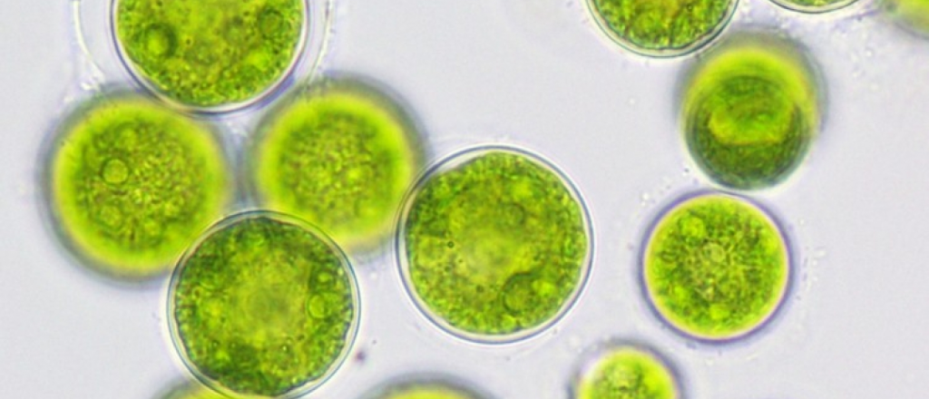 &Eacute;ste superalimento desconocido te llena de antioxidantes