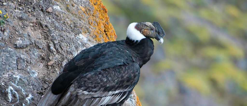 Hallan un c&oacute;ndor andino en mal estado sobre la ruta 7 en Mendoza