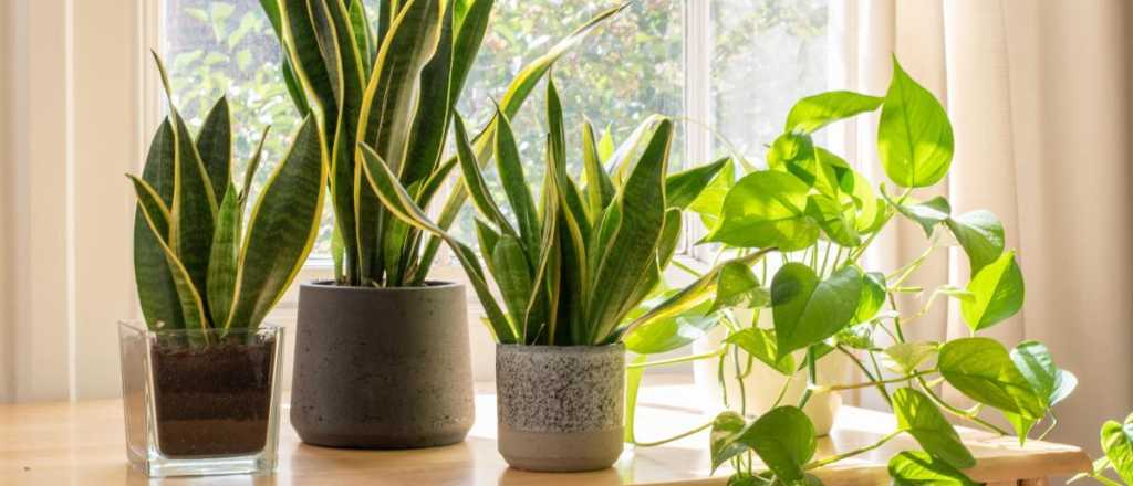 Las tres plantas que te ayudarán a eliminar el moho y la humedad