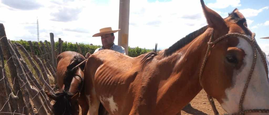 Detuvieron a dos personas que habían robado tres caballos en El Carrizal 