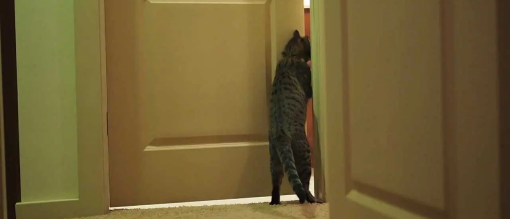 Por qué tu gato siempre pide que le abras pero no sale ni entra