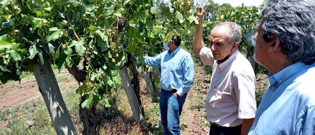 Emergencia agropecuaria en las zonas castigadas por el granizo en Mendoza