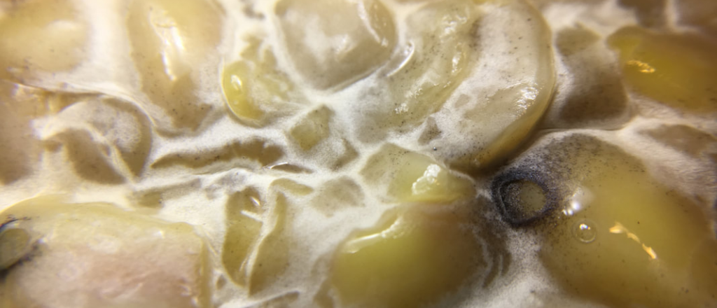 El nuevo superalimento: con m&aacute;s prote&iacute;na que la leche y huevos