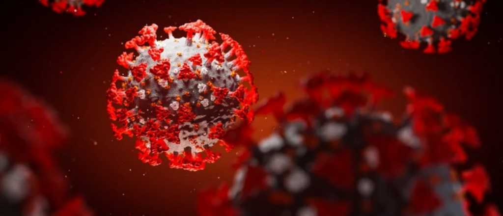 El ácido nucleico frena el ingreso del coronavirus a las células
