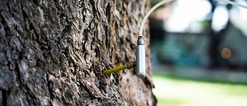 El novedoso método de inyecciones que ya aplica Ciudad a sus árboles