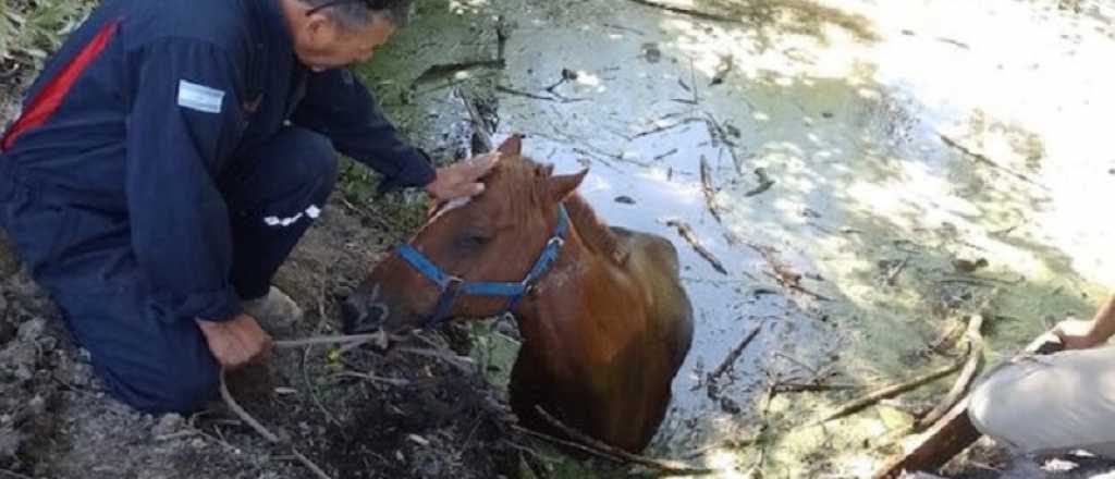 Un caballo fue rescatado de un arroyo por Bomberos de San Carlos